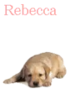 Rebecca