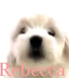 Rebecca
