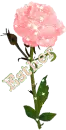 Esther-Pink Rose