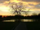 tree!