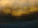 ripples-