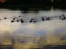 duckies!
