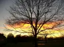 another other tree!