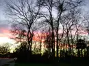 trees <3