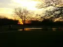sunset trees