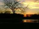 pond & tree at sunset