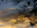trees and clouds
