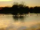 ducks and trees