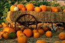 Lost o' Pumkins