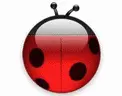 ladybird