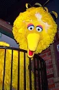 bigbird