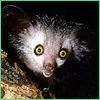 Are You Nocturnal?