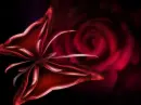 red rose butterfly