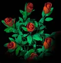 roses