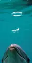 dolphin