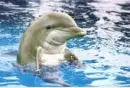 dolphin