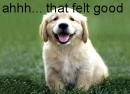 Puppy Fart