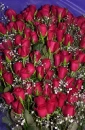 100 Roses