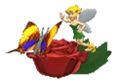 Butterfly Pixie Rose