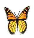 Monarch flap