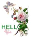 hello