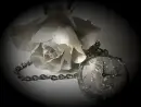 white rose