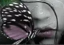 purple butterfly