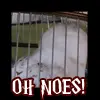 hedwig