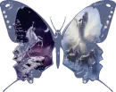 butterfly
