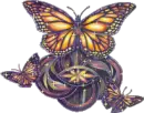 butterfly
