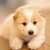 a cute cute dog...