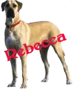 Rebecca - Great Dane
