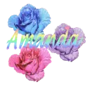 Amanda