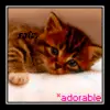 adorable kitty