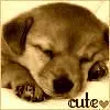 cute puppy