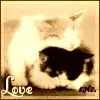 love kittys