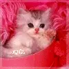 perrrfect kitty