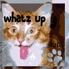 whatz up kitty