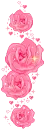 Pink roses