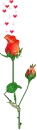 Red Rose