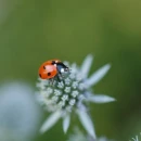 lady bird
