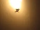 butterfly!!