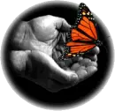 butterfly in my hand