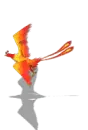 Flying courier