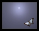 baby moon