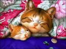 Gatos