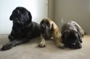 doggies