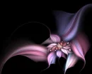 pink and purple