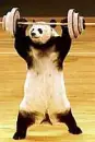 Panda Bear :D