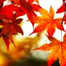 Autumn Leaves